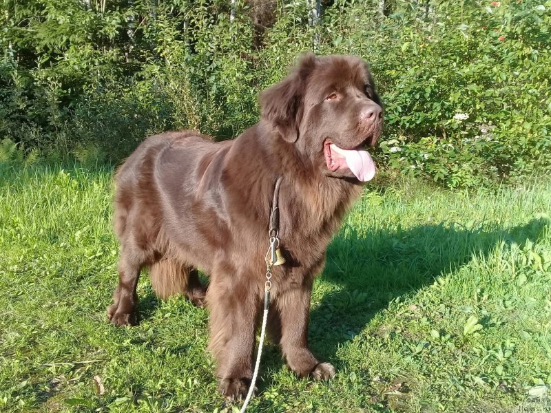 Фото: ньюфаундленд Brownblood MSK Vikki Allan (Браунблад МСК Викки Аллан)