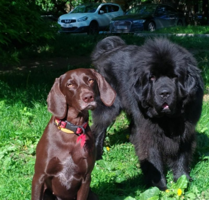 Фото: ньюфаундленд Terra Viktoriya Blyuz Polnolun'ya (Терра Виктория Блюз Полнолунья)