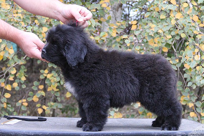 Фотография № 231034