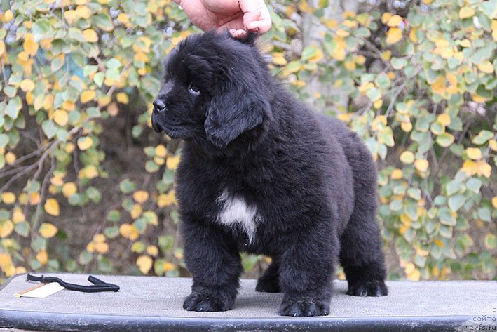 Фотография № 231037