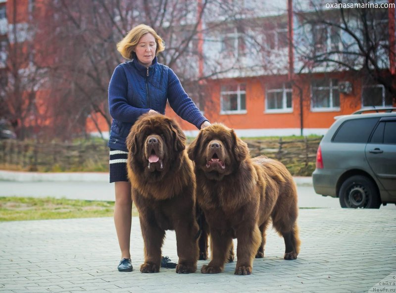 Фото: ньюфаундленд Brownblood MSK Veles Alister (Браунблад МСК Велес Алистер), ньюфаундленд Brownblood MSK Hakim Gold Haydar (Браунблад МСК Хаким Голд Хайдар)