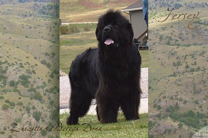 Фото: ньюфаундленд Zhizetta s Berega Dona (Жизетта с Берега Дона)