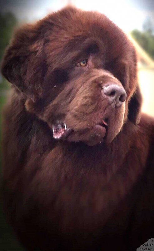 Фотография № 231052