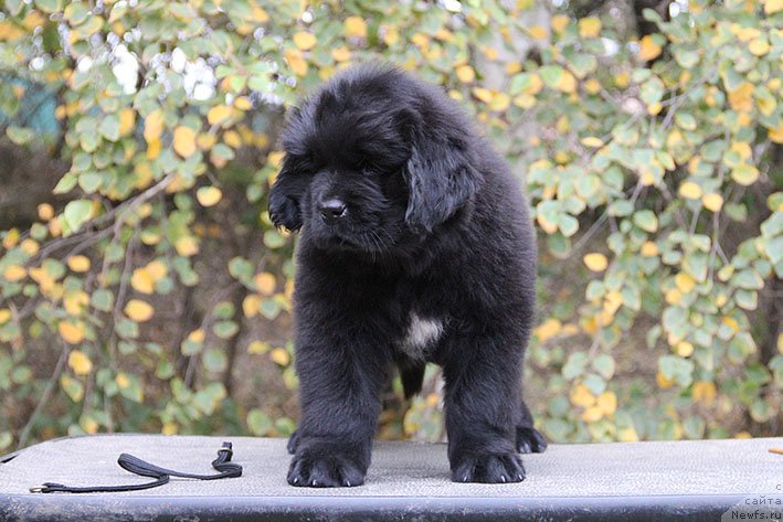 Фотография № 231054