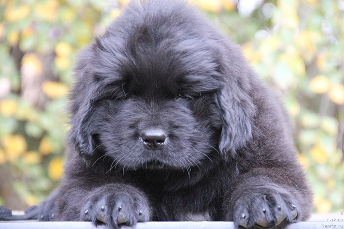 Фотография № 231056