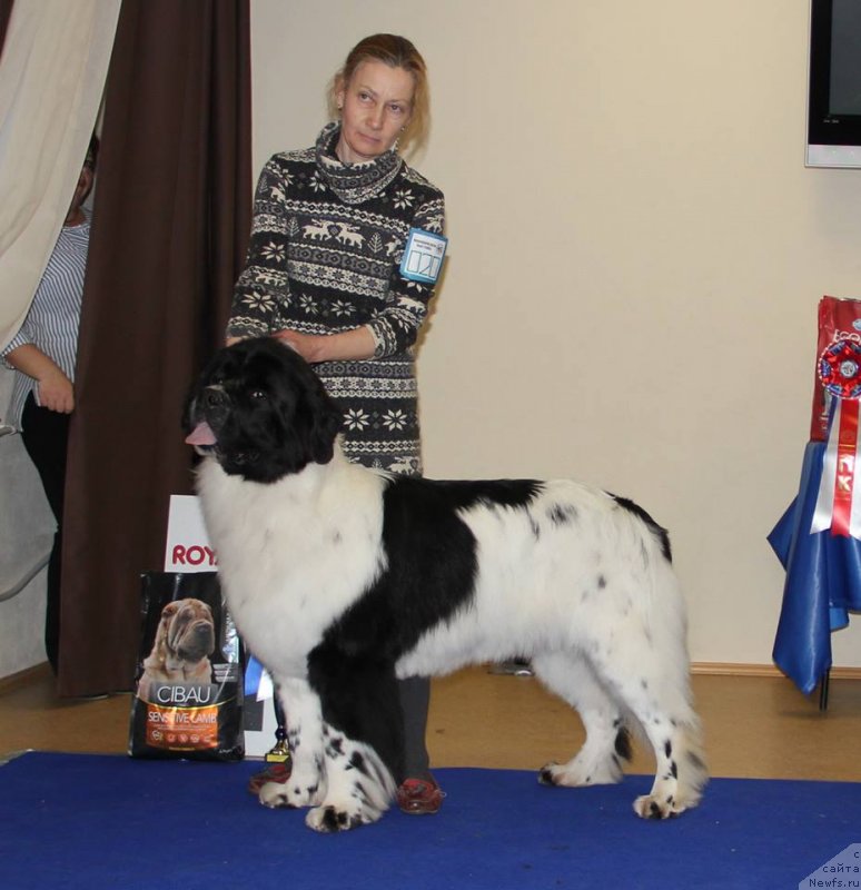 Фото: ньюфаундленд Moon Brook Dakota (Моон Броок Дакота)