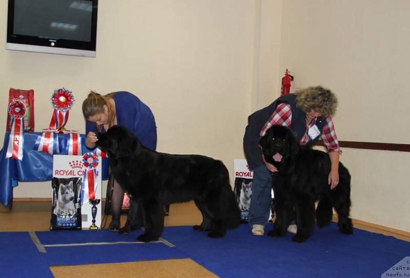 Фото: ньюфаундленд Arsyela B'yuti (Арсэла Бьюти), ньюфаундленд N'yufort Zvenislava (Ньюфорт Звенислава)