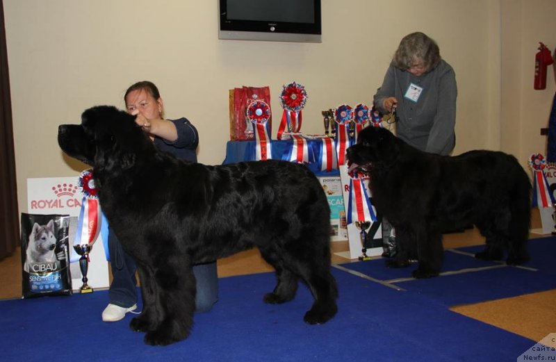 Фото: ньюфаундленд Aquatoriya Kelvin Zhasmin (Акватория Келвин Жасмин), ньюфаундленд N'yufort Jordjiya (Ньюфорт Жорджия)
