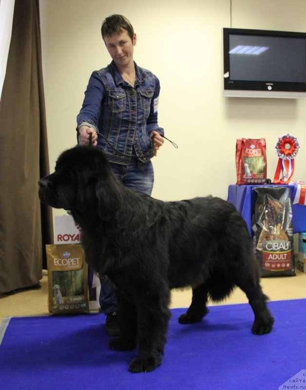 Фото: ньюфаундленд Aquatoriya Kelvin Yauza (Акватория Келвин Яуза)