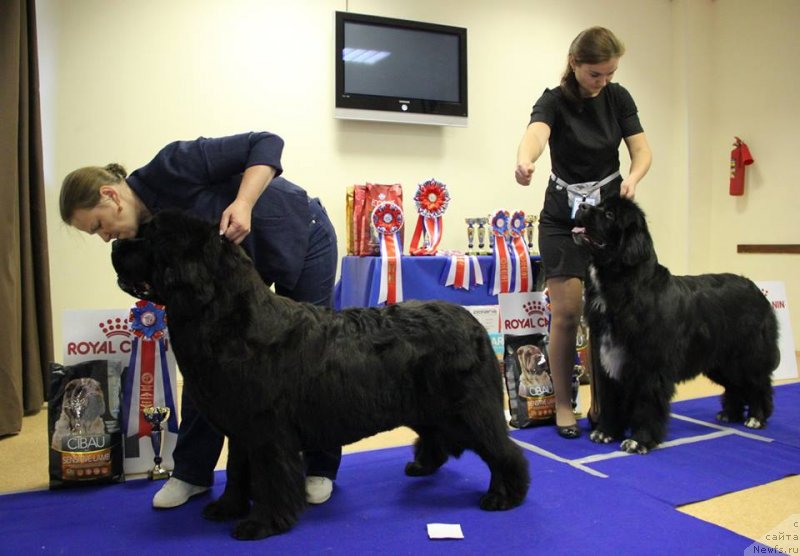 Фото: ньюфаундленд Aquatoriya Kelvin Yunique Malina Style (Акватория Келвин Юник Малина Стайл), ньюфаундленд N'yufort Azet Abayya (Ньюфорт Азет Абайя)