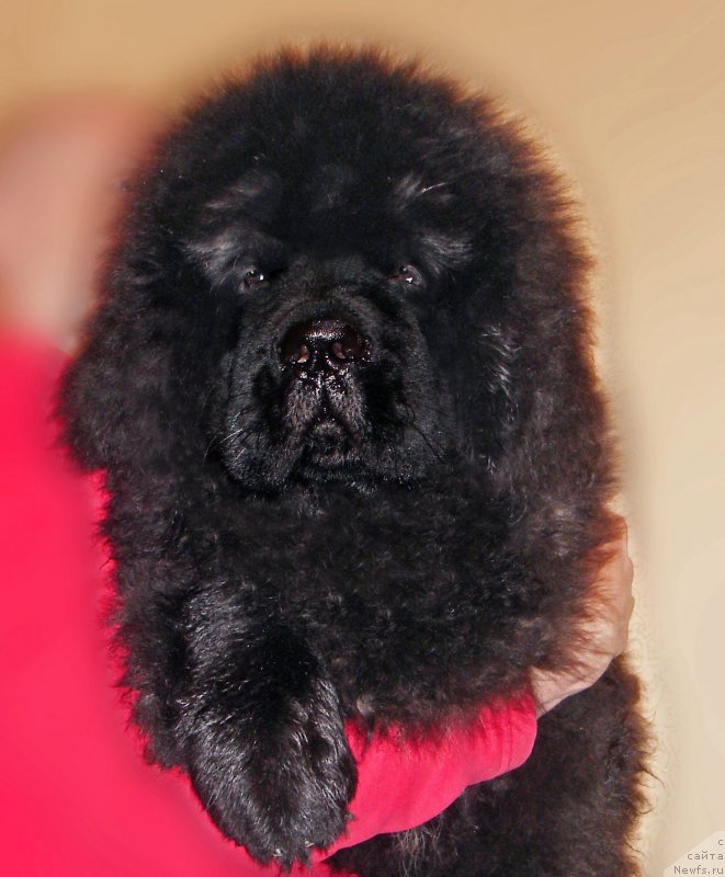 Фото: ньюфаундленд CHingiz Han iz Plemeni Kedra (Чингиз Хан из Племени Кедра)