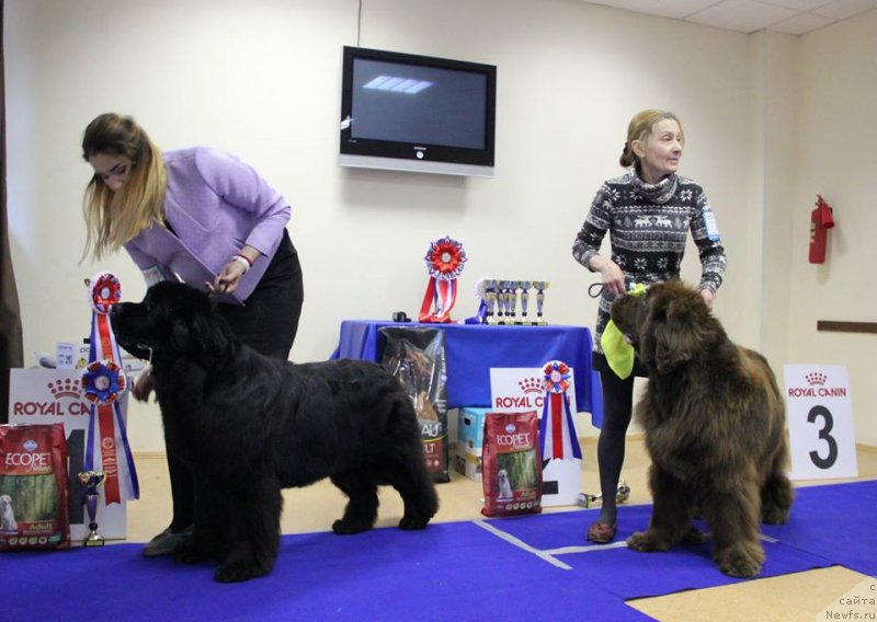 Фото: ньюфаундленд Aquatoriya Kelvin Yuse of Magic Spirit (Акватория Келвин Юз оф Мэджик Спирит), ньюфаундленд Obush Shed Yakutia (Обуш Шед Якутия)