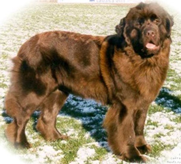 Фото: ньюфаундленд Egebaeks Vanilla