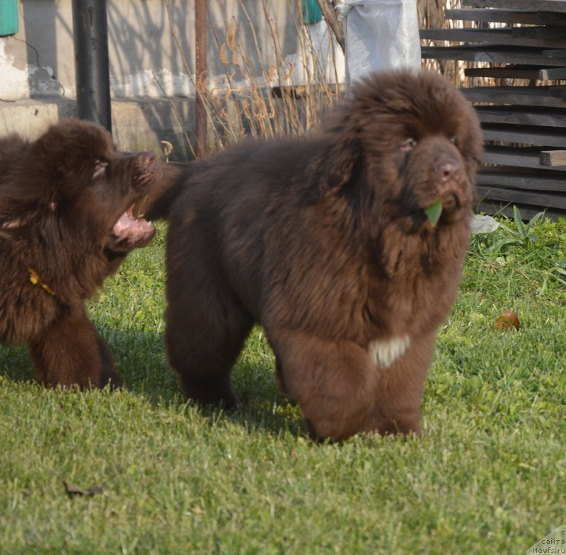 Фото: ньюфаундленд S'Nezhnaya Vjuga Grand Style (С'Нежная Вьюга Гранд Стайл)