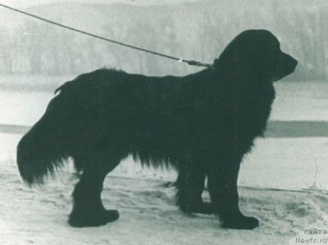 Фото: ньюфаундленд Byet Byella (Бэт Бэлла)