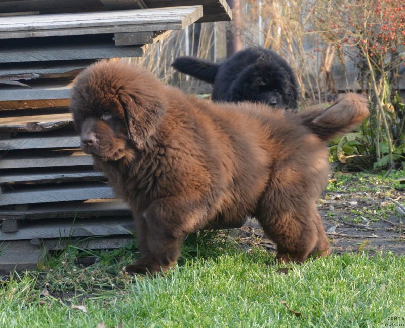 Фото: ньюфаундленд S'Nezhnaya Vjuga Glowing Hart (C'Нежная Вьюга Глоуинг Харт)