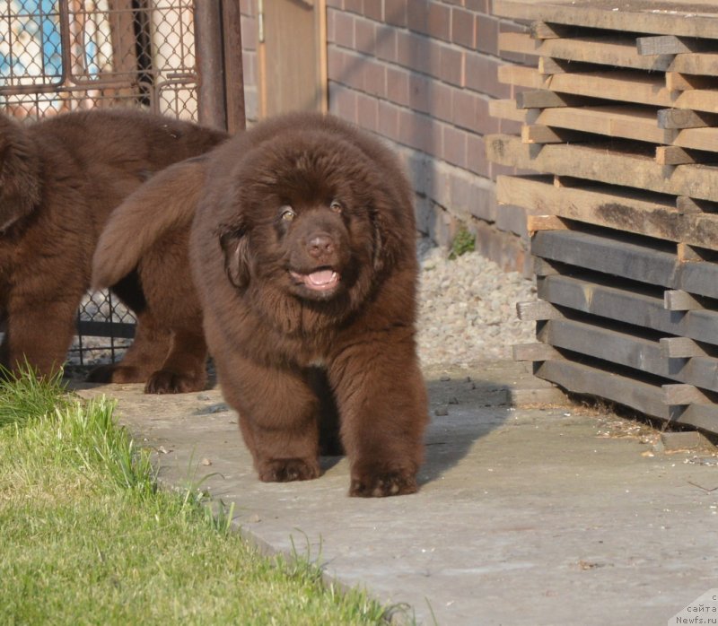 Фотография № 231101