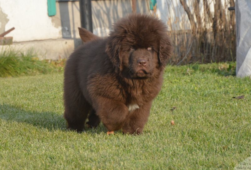 Фотография № 231103