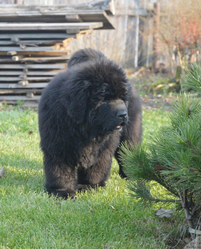 Фотография № 231104