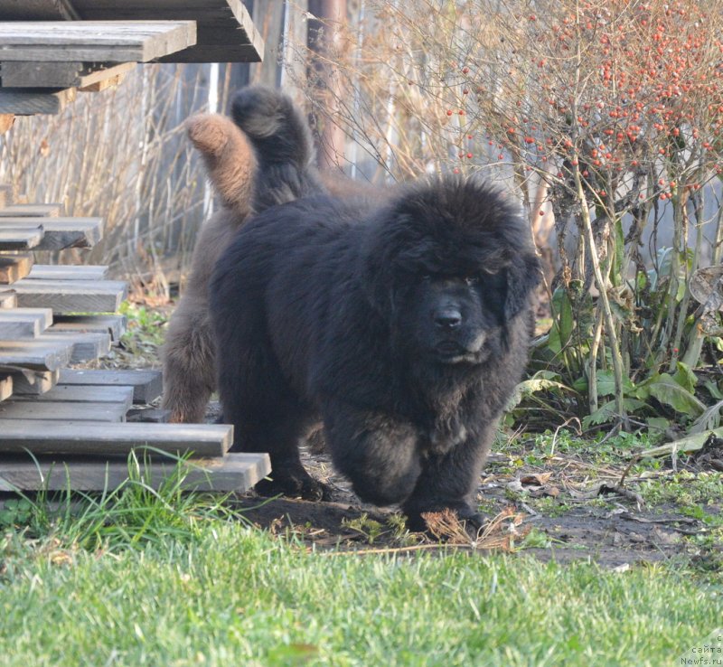 Фотография № 231105