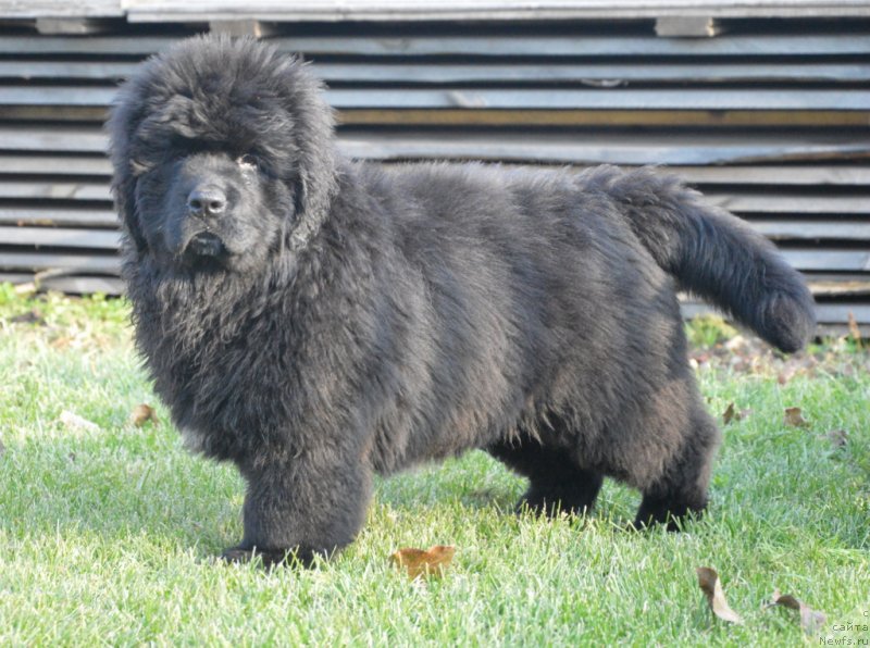 Фото: ньюфаундленд S'Nezhnaya Vjuga Gabriely (С'Нежная Вьюга Габриэль)