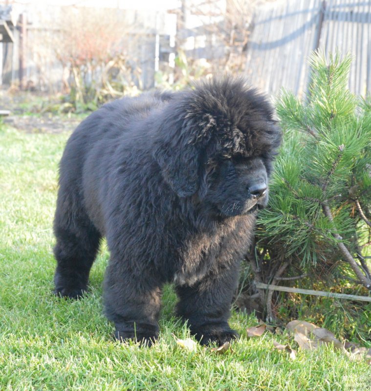 Фотография № 231107