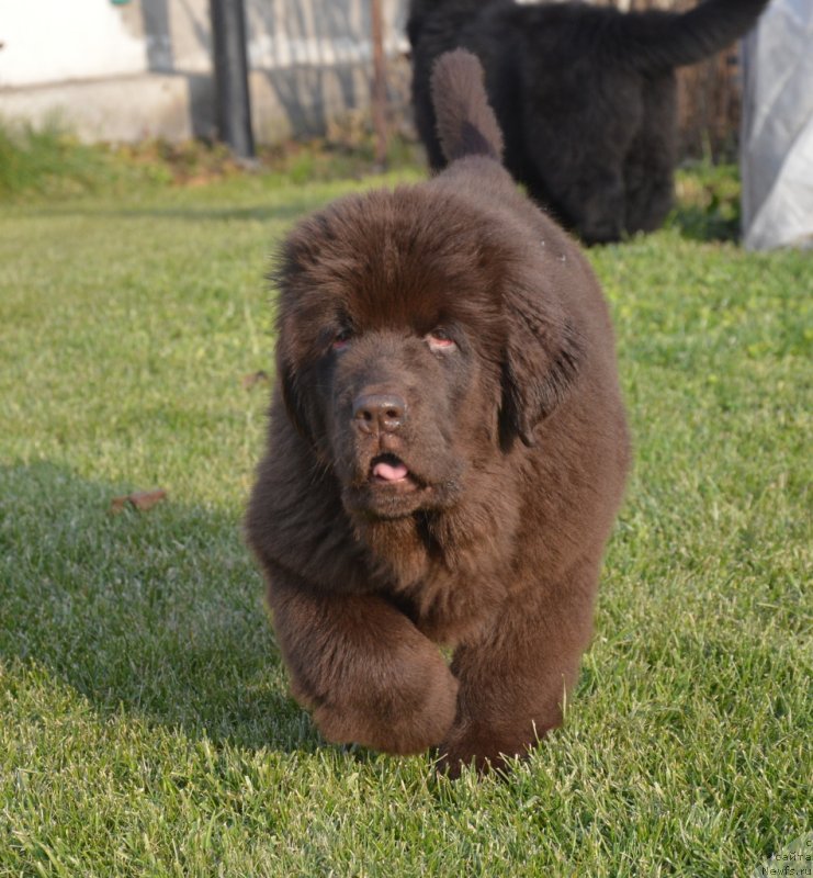 Фотография № 231110