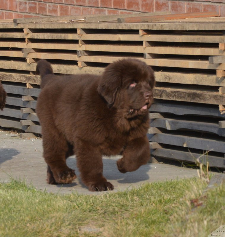 Фотография № 231111