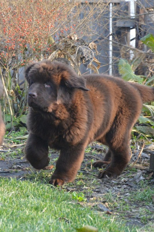Фото: ньюфаундленд S'Nezhnaya Vjuga Golden Purissima (С'Нежная Вьюга Голден Пуриссима)