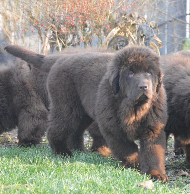 Фотография № 231114