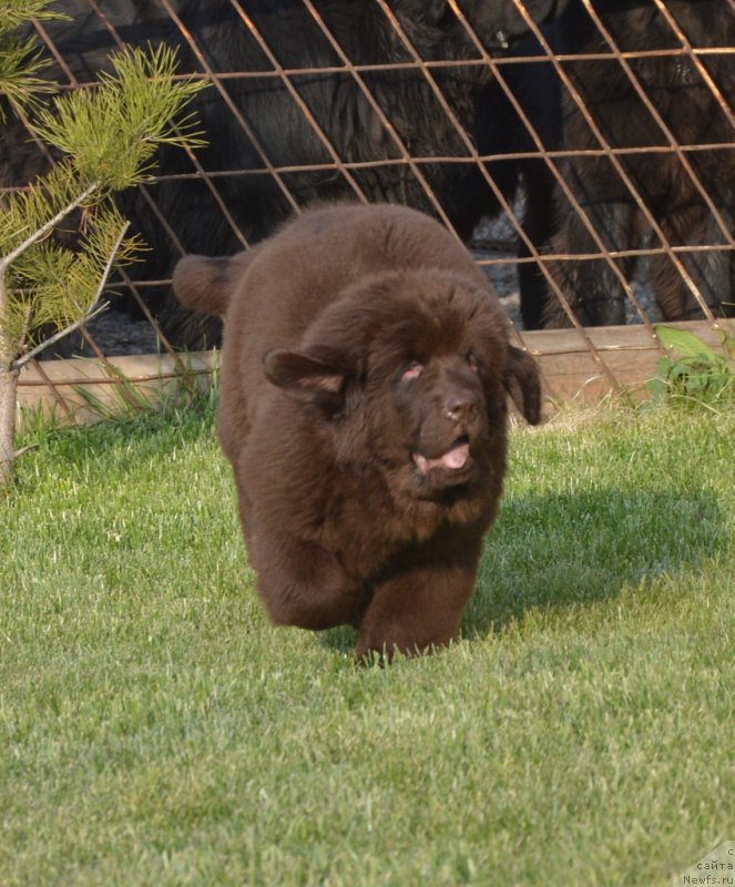 Фотография № 231115