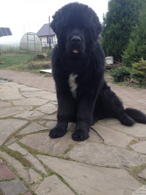 Фотография № 231139