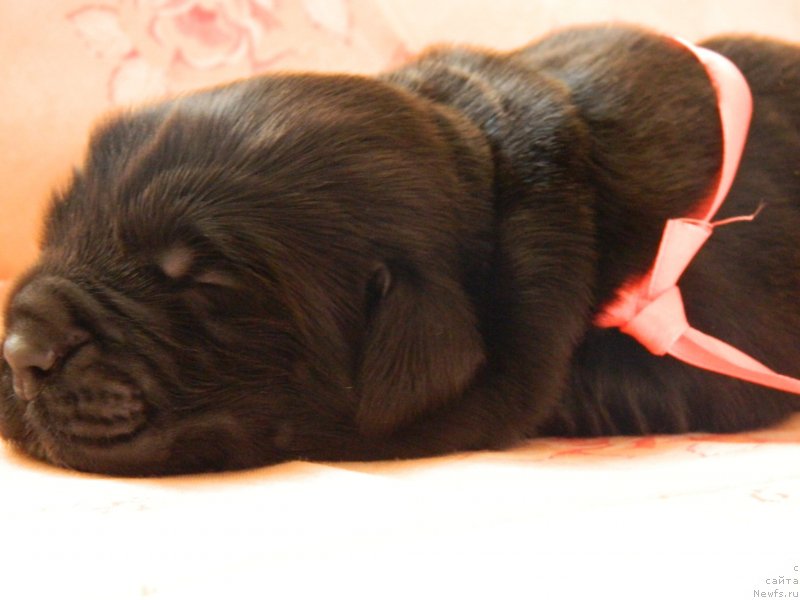 Фото: Дети Трикси