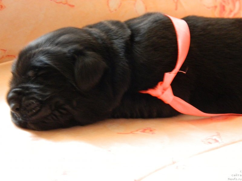 Фото: Дети Трикси