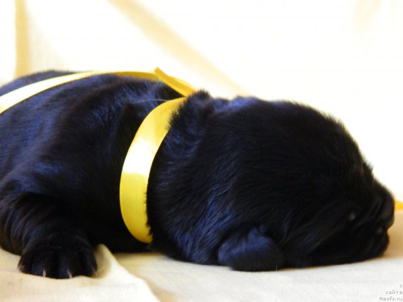 Фото: Дети Трикси