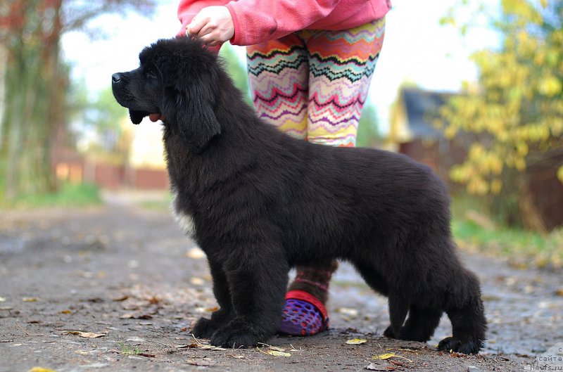 Фото: ньюфаундленд Flyufi Avalanch Lollipop (Флюфи Аваланч Лоллипоп)