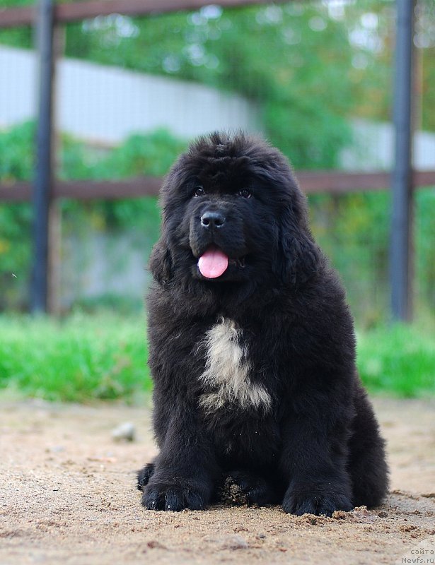 Фото: ньюфаундленд Flyufi Avalanch Lets Dans (Флюфи Аваланч Летс Данс)