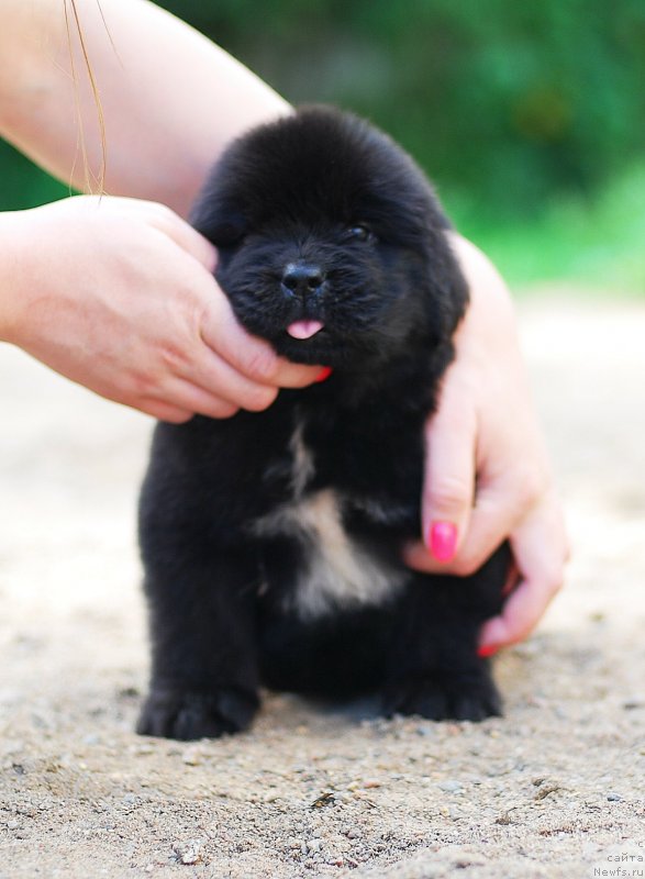 Фото: ньюфаундленд Flyufi Avalanch Limit iz Skay (Флюфи Аваланч Лимит из Скай)