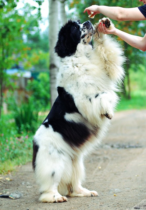 Фото: ньюфаундленд Fluffy Avalanche Satisfaction of My Ambitions (Флюфи Аваланч Сатисфастион оф Май Амбитионс)