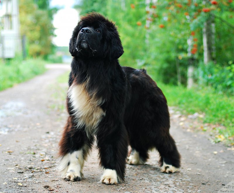 Фотография № 231186