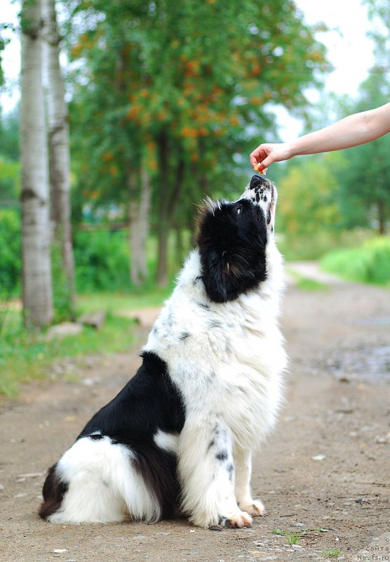 Фото: ньюфаундленд Fluffy Avalanche Satisfaction of My Ambitions (Флюфи Аваланч Сатисфастион оф Май Амбитионс)