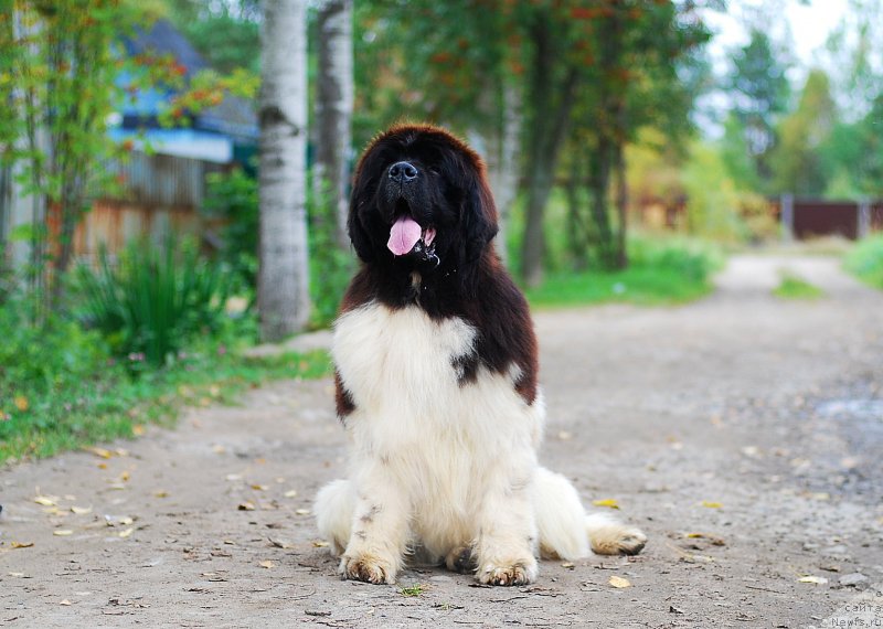 Фото: ньюфаундленд Eros Faundland