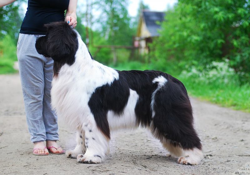 Фото: ньюфаундленд Fluffy Avalanche Cunami (Флюфи Аваланч Цунами)