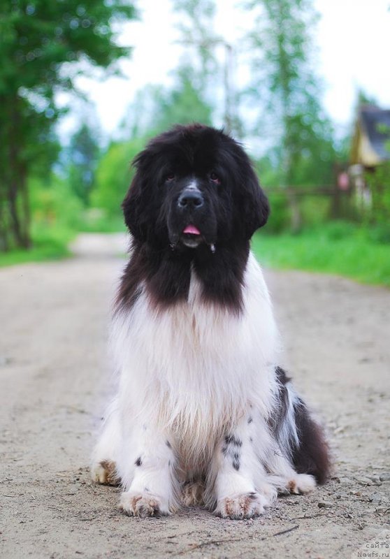 Фото: ньюфаундленд Fluffy Avalanche Cunami (Флюфи Аваланч Цунами)