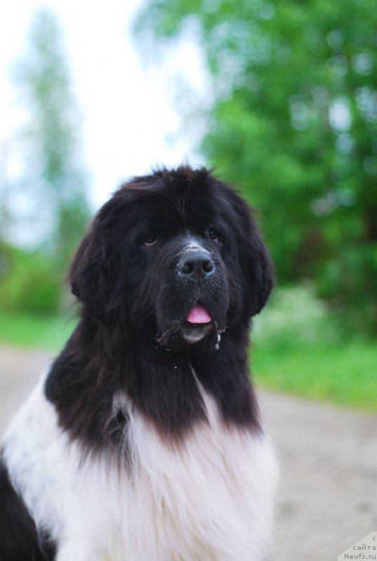 Фото: ньюфаундленд Fluffy Avalanche Cunami (Флюфи Аваланч Цунами)