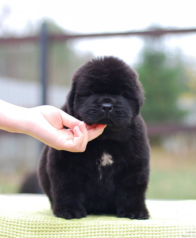 Фотография № 231197