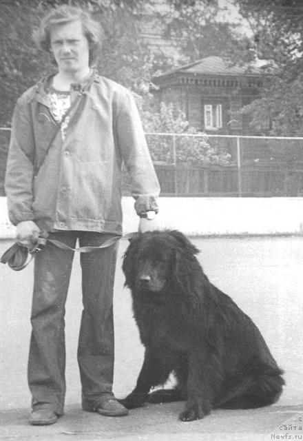 Фото: ньюфаундленд Byet Brayta (Бэт Брайта)