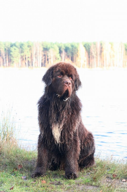 Фото: ньюфаундленд Brownblood MSK Abrams-Strong (Браунблад МСК Абрамс-Стронг)