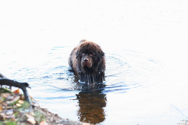Фото: ньюфаундленд Brownblood MSK Abrams-Strong (Браунблад МСК Абрамс-Стронг)