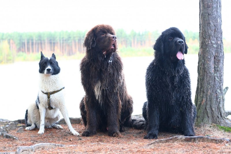 Фото: Фортис, ньюфаундленд Brownblood MSK Abrams-Strong (Браунблад МСК Абрамс-Стронг), ньюфаундленд Chernaya Mafia Because I Am Worth It (Черная Мафия Бекаусе И Ам Вортх Ит)